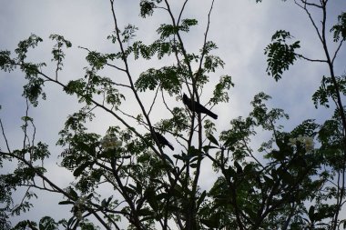Corvus kuşları Nisan ayında çiçek açan Plumeria obtusa 'nın yanındaki Moringa oleifera ağacında otururlar. Ev kargası, Corvus splendens, kızılderili, gri boyunlu, karga familyasının yaygın bir kuşudur. Khor Fakkan, Sharjah, Birleşik Arap Emirlikleri. 