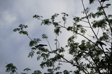 Corvus kuşları Nisan ayında çiçek açan Plumeria obtusa 'nın yanındaki Moringa oleifera ağacında otururlar. Ev kargası, Corvus splendens, kızılderili, gri boyunlu, karga familyasının yaygın bir kuşudur. Khor Fakkan, Sharjah, Birleşik Arap Emirlikleri. 
