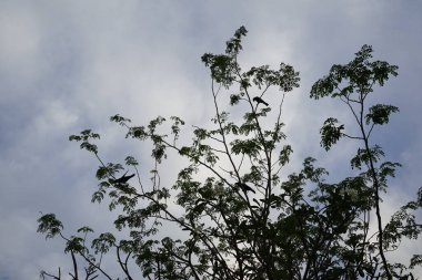 Corvus kuşları Nisan ayında çiçek açan Plumeria obtusa 'nın yanındaki Moringa oleifera ağacında otururlar. Ev kargası, Corvus splendens, kızılderili, gri boyunlu, karga familyasının yaygın bir kuşudur. Khor Fakkan, Sharjah, Birleşik Arap Emirlikleri. 