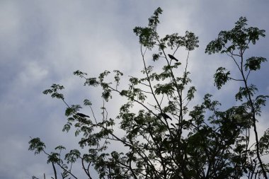 Corvus kuşları Nisan ayında çiçek açan Plumeria obtusa 'nın yanındaki Moringa oleifera ağacında otururlar. Ev kargası, Corvus splendens, kızılderili, gri boyunlu, karga familyasının yaygın bir kuşudur. Khor Fakkan, Sharjah, Birleşik Arap Emirlikleri. 
