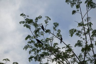 Corvus Nisan ayında bir Moringa oleifera ağacında oturan kuşları görkemlendirir. Ev kargası, Corvus splendens, Kızılderili, gri boyunlu, Seylan veya Colombo karga, karga familyasından yaygın bir kuş türüdür. Khor Fakkan, Sharjah, Birleşik Arap Emirlikleri.