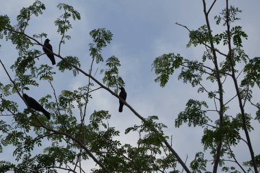 Corvus Nisan ayında bir Moringa oleifera ağacında oturan kuşları görkemlendirir. Ev kargası, Corvus splendens, Kızılderili, gri boyunlu, Seylan veya Colombo karga, karga familyasından yaygın bir kuş türüdür. Khor Fakkan, Sharjah, Birleşik Arap Emirlikleri.