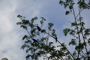 Corvus Nisan ayında bir Moringa oleifera ağacında oturan kuşları görkemlendirir. Ev kargası, Corvus splendens, Kızılderili, gri boyunlu, Seylan veya Colombo karga, karga familyasından yaygın bir kuş türüdür. Khor Fakkan, Sharjah, Birleşik Arap Emirlikleri.