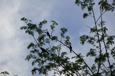 Corvus Nisan ayında bir Moringa oleifera ağacında oturan kuşları görkemlendirir. Ev kargası, Corvus splendens, Kızılderili, gri boyunlu, Seylan veya Colombo karga, karga familyasından yaygın bir kuş türüdür. Khor Fakkan, Sharjah, Birleşik Arap Emirlikleri.