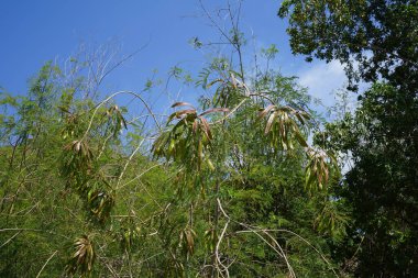 Leucaena löcocephala ve meyveler Nisan ayında yetişir. Leucaena löcocephala, beyaz öncü ağaç, beyaz popinac, at tamarind, ipil-ipil, koa haole ve tan-tan, hızlı büyüyen küçük bir mimozoid ağacıdır. Khor Fakkan, Sharjah, BAE. 