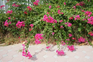 Nisan ayında Bougainvillea glabra mor-kırmızı çiçeklerle çiçek açar. Bougainvillea glabra, kartonpiyergiller (Bougainvillea) familyasından bir glabra türü. Khor Fakkan, Sharjah, Birleşik Arap Emirlikleri.                           