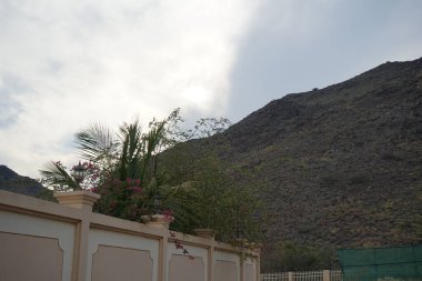 Nisan ayında Bougainvillea glabra pembe ve mor çiçeklerle çitlere asılır. Bougainvillea glabra, kartonpiyergiller (Bougainvillea) familyasından bir glabra türü. Khor Fakkan, Sharjah, BAE.