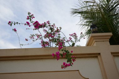 Nisan ayında Bougainvillea glabra pembe ve mor çiçeklerle çitlere asılır. Bougainvillea glabra, kartonpiyergiller (Bougainvillea) familyasından bir glabra türü. Khor Fakkan, Sharjah, BAE.