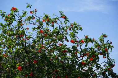 Nisan ayında Cordia sebestena portakal çiçekleriyle çiçek açar. Cordia sebestena, Boraginaceae familyasından Boraginaceae familyasından bir çalılıktır. Khor Fakkan, Sharjah, BAE. 