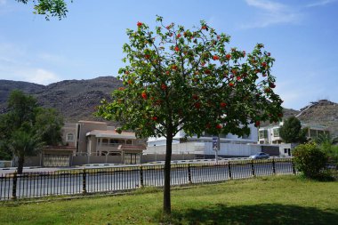Khor Fakkan, Sharjah, Birleşik Arap Emirlikleri - 19 Nisan 2023: Cordia sebestena Nisan ayında portakal çiçekleriyle çiçek açtı. Cordia sebestena, Boraginaceae familyasından Boraginaceae familyasından bir çalılıktır.. 