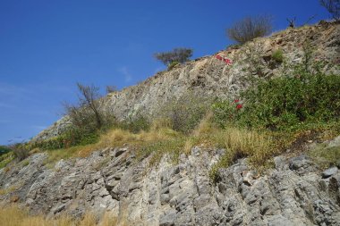 Bougainvillea glabra and Nerium oleander bushes bloom in the mountains in April. Bougainvillea glabra, the lesser bougainvillea or paperflower, is the most common species of bougainvillea. Khor Fakkan, Sharjah, UAE. 