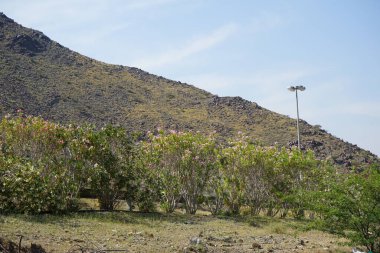 Oleander bushes, Nerium oleander, grow in April surrounded by mountains in Khor Fakkan. Nerium oleander, oleander or nerium, is a shrub or small tree cultivated worldwide in temperate and subtropical areas as an ornamental plant. Sharjah, UAE.