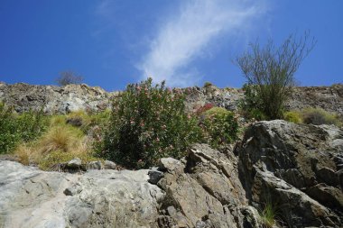 Bougainvillea glabra and Nerium oleander bushes bloom in the mountains in April. Bougainvillea glabra, the lesser bougainvillea or paperflower, is the most common species of bougainvillea. Khor Fakkan, Sharjah, UAE. 