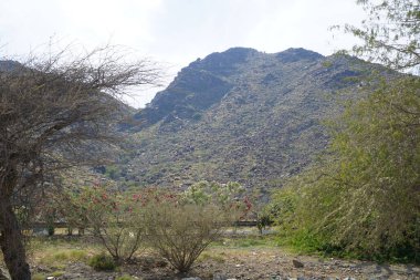 Oleander bushes, Nerium oleander, grow in April surrounded by mountains in Khor Fakkan. Nerium oleander, oleander or nerium, is a shrub or small tree cultivated worldwide in temperate and subtropical areas as an ornamental plant. Sharjah, UAE.