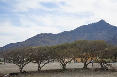 Vachellia tortilis plants grow in April against the backdrop of mountains in the city of Khor Fakkan. Vachellia tortilis, Acacia tortilis, Israeli babool, genus Vachellia, is the umbrella thorn acacia. Sharjah, United Arab Emirates.