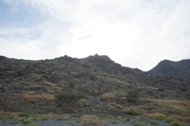 Nisan ayında bitki örtüsü bulunan güzel dağ manzarası Khor Fakkan, Sharjah, Birleşik Arap Emirlikleri 'nin yakınlarında yer almaktadır.. 