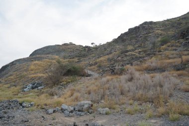 Nisan ayında bitki örtüsü bulunan güzel dağ manzarası Khor Fakkan, Sharjah, Birleşik Arap Emirlikleri 'nin yakınlarında yer almaktadır.. 