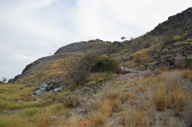 Nisan ayında bitki örtüsü bulunan güzel dağ manzarası Khor Fakkan, Sharjah, Birleşik Arap Emirlikleri 'nin yakınlarında yer almaktadır.. 