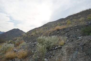 Nisan ayında bitki örtüsü bulunan güzel dağ manzarası Khor Fakkan, Sharjah, Birleşik Arap Emirlikleri 'nin yakınlarında yer almaktadır.. 