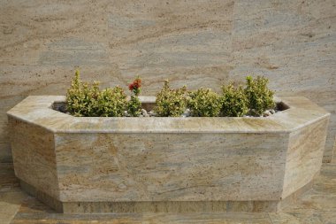 Nisan ayında Ixora kakusinea portakal çiçekleriyle çiçek açar. Ixora coccinea, orman sardunyası, orman alevi veya pendkuli, Rubiaceae familyasından bir bitki türüdür. Khor Fakkan, Sharjah, BAE.                                 