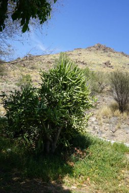 Euphorbia lactea grows in April. Euphorbia lactea, mottled spurge, frilled fan, elkhorn, candelabra spurge, candelabrum tree, candelabra cactus, candelabra plant, is a species of spurge. Khor Fakkan, Sharjah, UAE. 