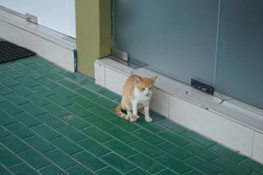Nisan ayında terasta pürüzsüz saçlı kızıl bir kedi oturur. Kedi, Felis catus, evcil kedi veya ev kedisi, Felidae familyasından evcil bir türdür. Khor Fakkan, Sharjah, Birleşik Arap Emirlikleri. 