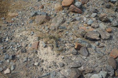 Vachellia tortilis Nisan 'da büyüyor. Vachellia tortilis (