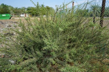 Vachellia tortilis Nisan 'da büyüyor. Vachellia tortilis (