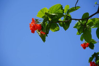 Nisan ayında Cordia sebestena portakal çiçekleriyle çiçek açar. Cordia sebestena, Boraginaceae familyasından Boraginaceae familyasından bir çalılıktır. Khor Fakkan, Sharjah, BAE. 