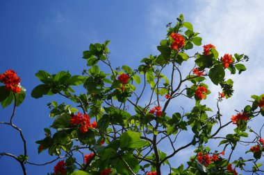 Nisan ayında Cordia sebestena portakal çiçekleriyle çiçek açar. Cordia sebestena, Boraginaceae familyasından Boraginaceae familyasından bir çalılıktır. Khor Fakkan, Sharjah, BAE. 