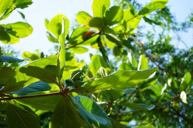 Nisan 'da meyve yetiştiren Terminalia Catappa. Terminalia catappa, badem, Hint bademi, Malabar bademi, deniz bademi, tropikal badem, plaj bademi, sahte kamani, büyük bir tropikal ağaçtır. Khor Fakkan, Sharjah, Birleşik Arap Emirlikleri.