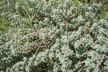Forskaolea tenacissima nisanda büyür. Forskaolea tenacissima, ısırgan otu cinsi Forskaolea 'nın bir üyesidir ve iğneleyici tür olan Urticaceae ile aynı familyadır. Khor Fakkan, Sharjah, Birleşik Arap Emirlikleri.
