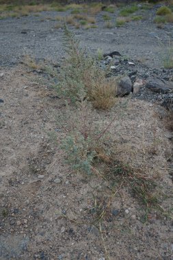 Forskaolea tenacissima nisanda büyür. Forskaolea tenacissima, ısırgan otu cinsi Forskaolea 'nın bir üyesidir ve iğneleyici tür olan Urticaceae ile aynı familyadır. Khor Fakkan, Sharjah, Birleşik Arap Emirlikleri. 