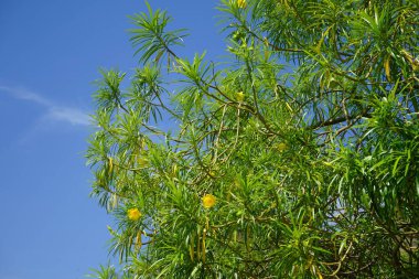 Cascabela Nisan ayında sarı çiçeklerle çiçek açar. Cascabela thevetia, Thevetia peruviana, sarı zakkum, zehirli bir bitkidir ve süs olarak yetiştirilmiştir. Khor Fakkan, Sharjah, BAE. 