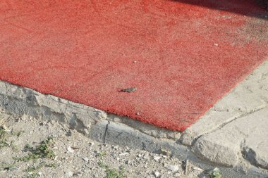 Sphingonotus rubescens sits on a red carpet on a terrace in April. Sphingonotus rubescens is a species of band-winged grasshopper in the family Acrididae. Khor Fakkan, Sharjah, United Arab Emirates.                               clipart