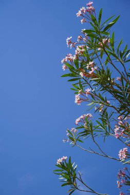Neryum zakkum Nisan 'da çiçek açar. Neryum zakkum ya da zakkum, dünya çapında ılıman ve subtropikal alanlarda bir süs bitkisi olarak yetiştirilmiş bir çalılıktır. Khor Fakkan, Sharjah, BAE. 