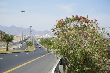 Khor Fakkan, Sharjah, Birleşik Arap Emirlikleri - 19 Nisan 2023: Neryum zakkum Nisan ayında çiçek açar. Neryum zakkum ya da zakkum, dünya çapında ılıman ve subtropikal alanlarda bir süs bitkisi olarak yetiştirilen bir çalılık ya da küçük ağaçtır.. 