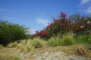 Nisan ayında dağlarda Bougainvillea glabra çalıları kırmızı ve mor çiçeklerle çiçek açar. Bougainvillea glabra, kartonpiyergiller (Bougainvillea) familyasından bir glabra türü. Khor Fakkan, Sharjah, Birleşik Arap Emirlikleri. 