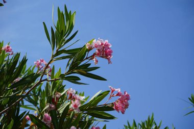 Neryum zakkum Nisan 'da çiçek açar. Neryum zakkum ya da zakkum, dünya çapında ılıman ve subtropikal alanlarda bir süs bitkisi olarak yetiştirilmiş bir çalılıktır. Khor Fakkan, Sharjah, BAE.     