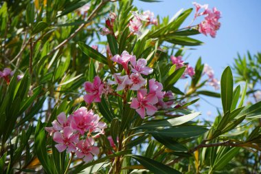 Neryum zakkum Nisan 'da çiçek açar. Neryum zakkum ya da zakkum, dünya çapında ılıman ve subtropikal alanlarda bir süs bitkisi olarak yetiştirilmiş bir çalılıktır. Khor Fakkan, Sharjah, BAE.     
