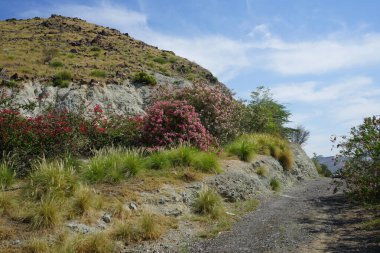 Nisan ayında dağlarda Bougainvillea glabra ve Nerium zakkum çalıları çiçek açar. Bougainvillea glabra, kartonpiyergiller (Bougainvillea) familyasından bir glabra türü. Khor Fakkan, Sharjah, Birleşik Arap Emirlikleri.        