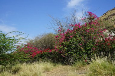 Nisan ayında dağlarda Bougainvillea glabra çalıları kırmızı ve mor çiçeklerle çiçek açar. Bougainvillea glabra, kartonpiyergiller (Bougainvillea) familyasından bir glabra türü. Khor Fakkan, Sharjah, Birleşik Arap Emirlikleri. 