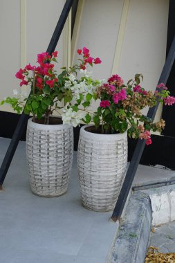 Bougainvillea spectabilis çalıları Nisan ayında çiçek saksılarında mor ve beyaz çiçeklerle çiçek açar. Bougainvillea spectabilis, çiçekli bir bitki türüdür. Khor Fakkan, Sharjah, Birleşik Arap Emirlikleri.                               