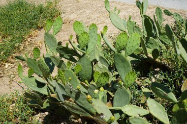 Nisan 'da meyvelerle birlikte Opuntia ilçesi büyür. Opuntia stricta, dikenli armut ve nopal estricto, büyük bir kaktüs türüdür. Khor Fakkan, Sharjah, Birleşik Arap Emirlikleri. 