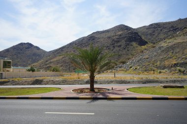 Anka Dactylifera nisan ayında büyür. Anka Dactylifera, palmiye palmiyesi veya hurma palmiyesi, palmiye familyasından bir bitki türü. Khor Fakkan, Sharjah, Birleşik Arap Emirlikleri.