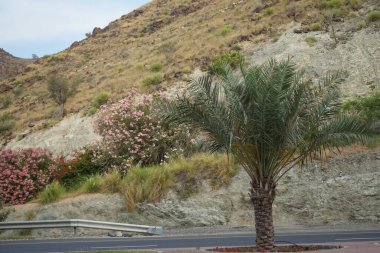 Nisan ayında Phoenix Dactylifera palmiyesi, çiçek açan Nerium zakkum çalıları ve Bougainvillea glabra ile güzel bir dağ manzarası otoyola yakındır. Khor Fakkan, Sharjah, Birleşik Arap Emirlikleri.