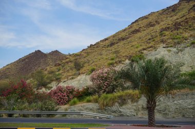 Nisan ayında Phoenix Dactylifera palmiyesi, çiçek açan Nerium zakkum çalıları ve Bougainvillea glabra ile güzel bir dağ manzarası otoyola yakındır. Khor Fakkan, Sharjah, Birleşik Arap Emirlikleri.