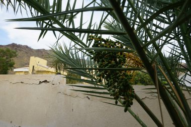 Nisan ayında meyveli Phoenix Dactylifera. Anka Dactylifera, palmiye palmiyesi veya hurma palmiyesi, palmiye familyasından bir bitki türü. Khor Fakkan, Sharjah, Birleşik Arap Emirlikleri. 