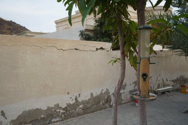 Bir Streptopelia senegalensis kuşu Nisan ayında bir Mangifera indica ağacında asılı duran bir kuş yemliğinin yanında bir çitin üzerinde oturur. Kuş besleyicisi, kuş masası, tepsi besleyicisi kuşlara kuş yemi sağlamak için açık havada yerleştirilen bir cihazdır. Khor Fakkan, Sharjah, BAE. 