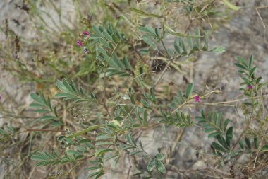 Nisan ayında pembe çiçekli Tephrosia purpurea ve kabuk benzeri tohumlar yetişir. Tephrosia purpurea, Fabaceae familyasından bir bitki türü. Khor Fakkan, Sharjah, BAE. 